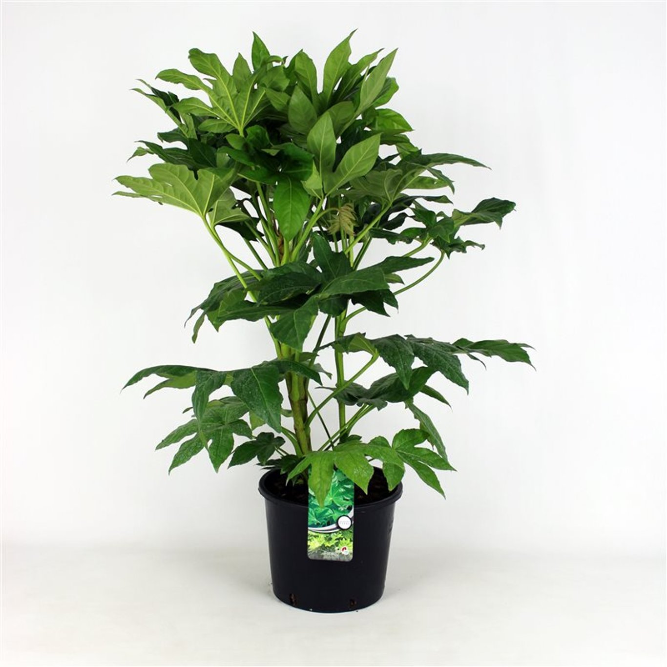 Fatsia japonica - C12